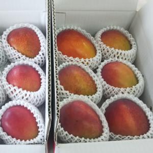 《訳あり2kg》家庭用・格安　宮古島産　アップルマンゴー2kg（4〜6個入り）