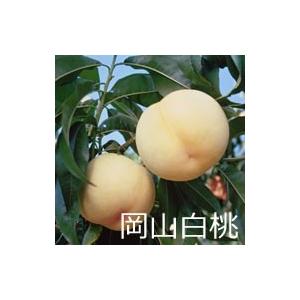 岡山白桃　8玉（1玉300g）｜mankasou