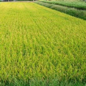 米 10kg コシヒカリ 玄米 福島県産 お米...の詳細画像5