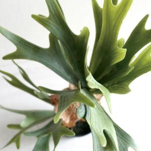 人工観葉植物 フェイクグリーン リアル 造花 ...の詳細画像3