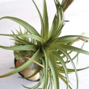 人工観葉植物 フェイクグリーン アレンジメント...の詳細画像5