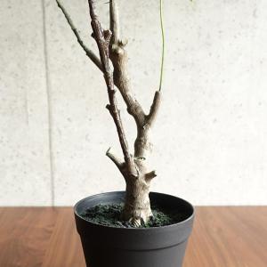 人工観葉植物 フェイクグリーン リアル 造花 ...の詳細画像4