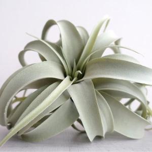 人工観葉植物 キセログラフィカ 造花 フェイク...の詳細画像2