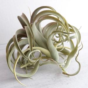 人工観葉植物 キセログラフィカ 造花 フェイク...の詳細画像3