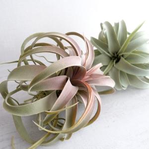 人工観葉植物 キセログラフィカ 造花 フェイク...の詳細画像4