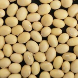 輸入大豆　カナダ産大豆　NON-GMO（遺伝子組み換えではない） 30kg 用途：みそ・豆腐ほか｜manryo