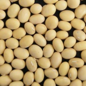輸入大豆 米国ケンタッキー州産 黄大豆 準 IOM NON-GMO（遺伝子