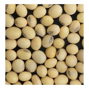 大豆の大豆 710+471qVrL._AC_UL210_SR210,