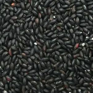 古代米 黒米 900g (令和7年産 山梨県産...の詳細画像2