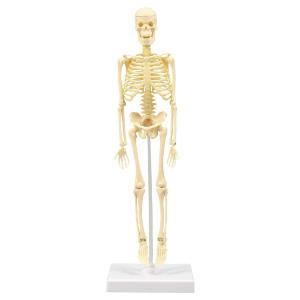 人体骨格模型 30cm 教育教材用品 知育玩具 アーテック