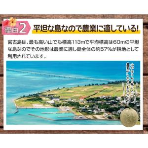 宮古島産 春 メロン 赤肉 メロンクインシー ...の詳細画像3