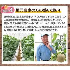 宮古島産 春 メロン 赤肉 メロンクインシー ...の詳細画像5