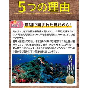 父の日 宮古島産 春 高級 赤肉メロン クイン...の詳細画像3
