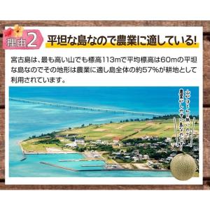 父の日 宮古島産 春 高級 赤肉メロン クイン...の詳細画像4