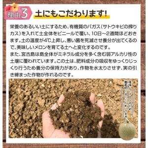 父の日 宮古島産 春 高級 赤肉メロン クイン...の詳細画像5