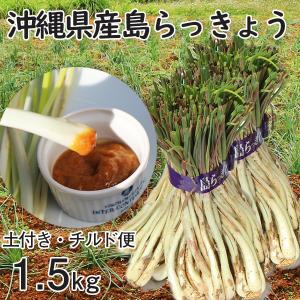 沖縄産 生 島らっきょう ラッキョウ 土付き 2.5kg 新鮮 発送 大小混合