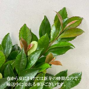 国産サカキ 榊 さかき 生花 生榊1対(2束)...の詳細画像2