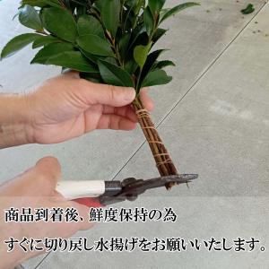 国産サカキ 榊 さかき 生花 生榊1対(2束)...の詳細画像3