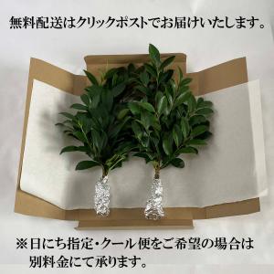 国産サカキ 榊 さかき 生花 生榊1対(2束)...の詳細画像1