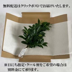 国産サカキ 榊 さかき 生花 生榊 1束 神棚...の詳細画像1