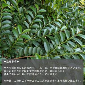 国産サカキ 榊 さかき 生花 生榊 1束 神棚...の詳細画像5
