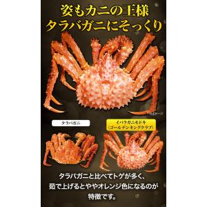 お値引きクーポン配布中 約6肩 3kg イバラ...の詳細画像4