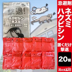 ハクビシン　剥製（テン？） maxresdefault.jpg