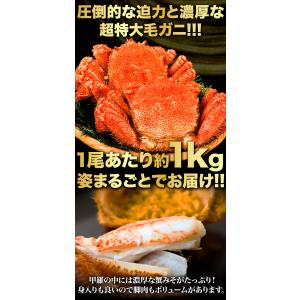 お値引きクーポン配布中 2尾 約2.4kg 超...の詳細画像2