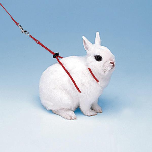 イタリアferplast社製 うさぎ用 ハーネス リード セット NY RAB HARNESS さん...