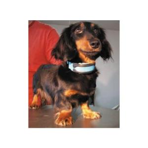 数量限定 特売 ブルソニック 無駄吠え防止器 Lubarol Com