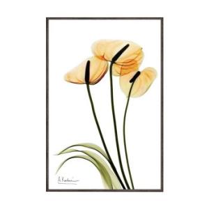 ユーパワー X RAY キャンバスアート Sサイズ 「アンスリウム」 XR-03820