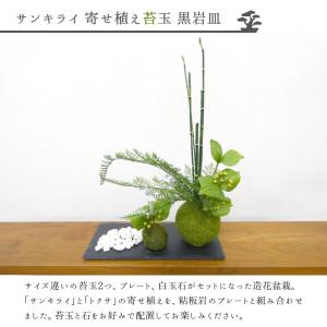 苔玉 盆栽 フェイクグリーン [サンキライ 寄...の詳細画像1