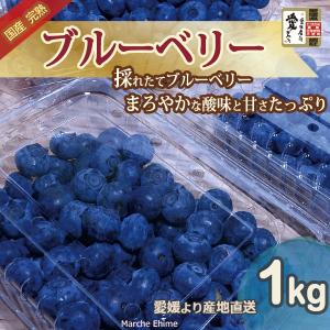 ブルーベリー 1kg 国産 愛媛 エコえひめゴールド認証 家庭用 一部地域送料無料