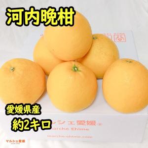 パール柑 熊本産 訳あり 20kg ［10kg×2箱］ 送料無料 九州 熊本