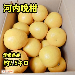 パール柑 熊本産 訳あり 20kg ［10kg×2箱］ 送料無料 九州 熊本