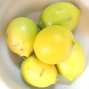 レモン 瀬戸内レモン 2キロ 可品2kg サイズ混合 国産レモン S M L 2L