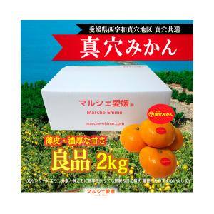 愛媛西宇和 真穴みかん 2.5キロ サイズ指定不可 にしうわ厳選