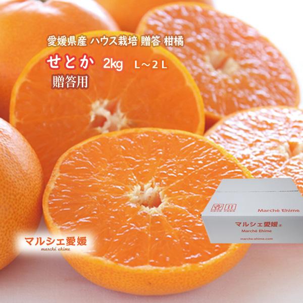 せとか 贈答用 2キロ 箱買い 2kg 愛媛 ゼリーのような柔らかな果肉と上品な甘さ みかん 一部地...