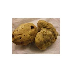 イタリア（アルバ産）白トリュフ約20ｇ（約15ｇ〜30ｇ前後）