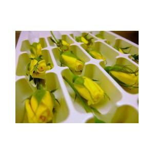 フレッシュ エディブルフラワー(食用花) ベルローズ(黄バラ...