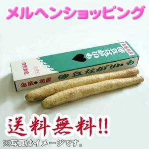 砂丘ながいも　約1.8kg(2本入り)　鳥取県産【送料無料】