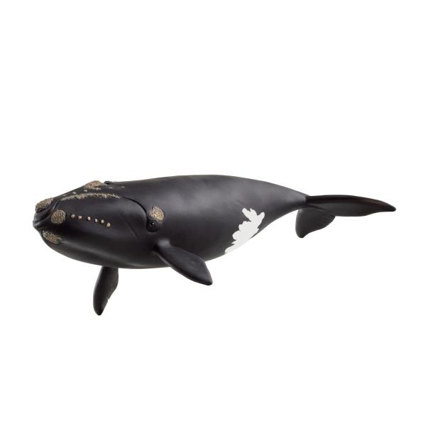 シュライヒ ワイルドライフ タイセイヨウセミクジラ 14878
