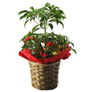 花のギフト社 万両 鉢植え フラワーギフト 花 プレゼント 冬ギフト 歳暮 迎春 お正月