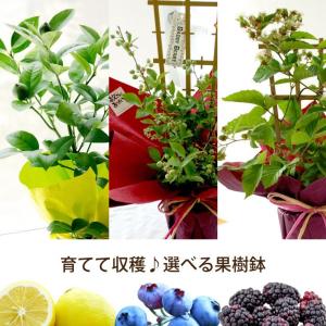 プレゼント 初夏 果樹 鉢植え ブルーベリー ...の詳細画像3
