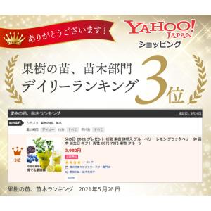 プレゼント 初夏 果樹 鉢植え ブルーベリー ...の詳細画像1