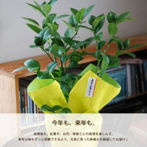 プレゼント 初夏 果樹 鉢植え ブルーベリー ...の詳細画像4