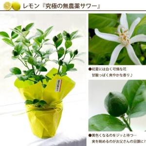 プレゼント 初夏 果樹 鉢植え ブルーベリー ...の詳細画像5