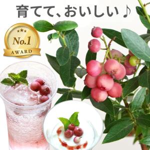 お中元 鉢植え ピンクレモネード ブルーベリー 果樹苗