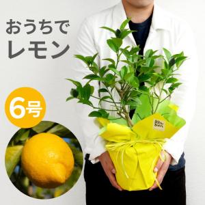 育てる 果樹鉢 レモンの木 6号 果物 苗木 鉢植え 花
