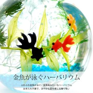 花 プレゼント ギフト 金魚ハーバリウム S ...の詳細画像2